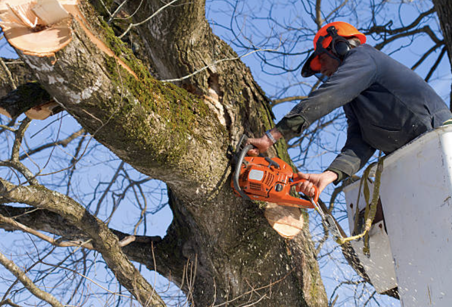 tree pruning in Ropesville