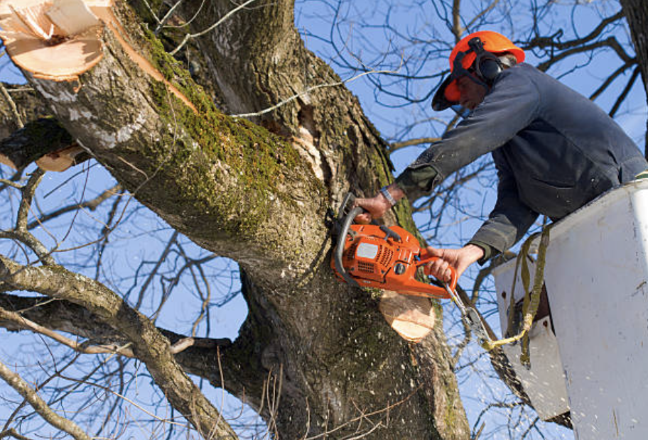 tree pruning in Waco